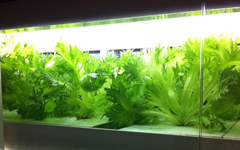 パスタの川口、蕨のイタリアン、トレの店内写真