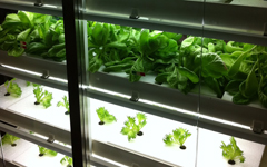 ランチにサラダバーあり！川口、蕨のイタリアン、トレの店内写真